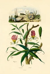 Lirio gloriosa